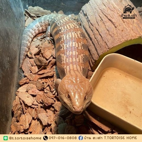 ฟาร์มจิ้งเหลนบลูทั้ง