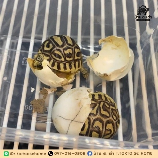 ฟาร์มเต่าบก