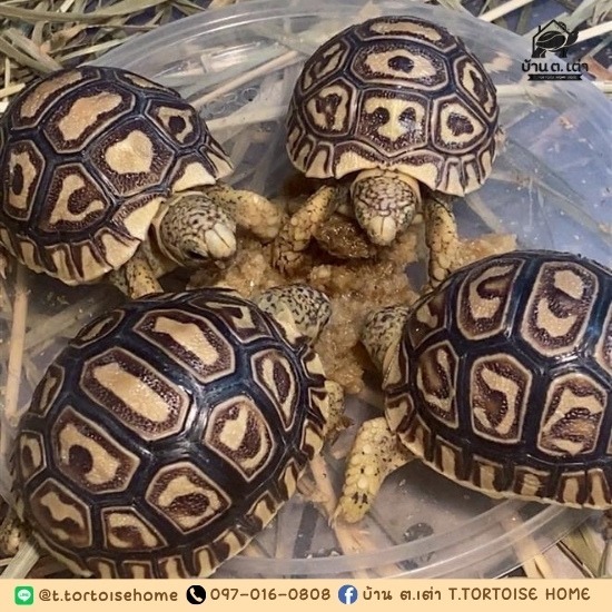 โรงแรมเต่าบก