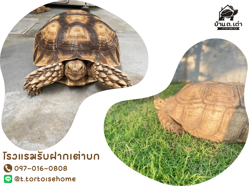 โรงแรมรับฝากเต่าบกราคาถูก