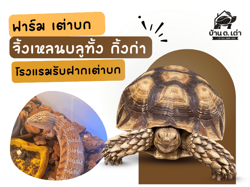 ฟาร์มเต่าบกกิ่งกา