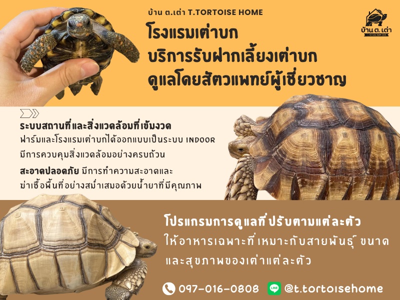 โรงแรมเต่าบก T.Tortoise home